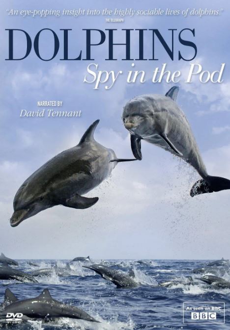 卧底海豚帮 第一季