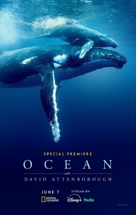 大卫·爱登堡：海洋